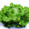 Salade Batavia