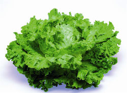 Salade Batavia