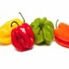 Piment antillais rouge(pili-pili)