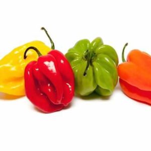 Piment antillais  Jaune(pili-pili)