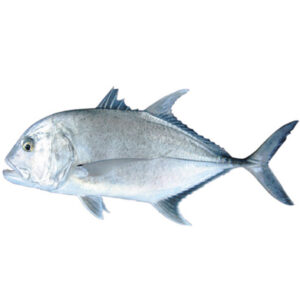 Carangue