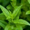 Menthe intense