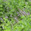 Menthe Poivrée