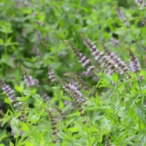 Menthe Poivrée