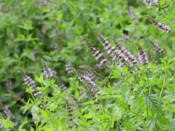 Menthe Poivrée