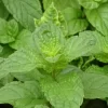 Menthe verte, Douce ou Romaine
