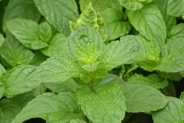 Menthe verte, Douce ou Romaine
