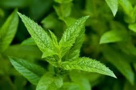 Menthe intense